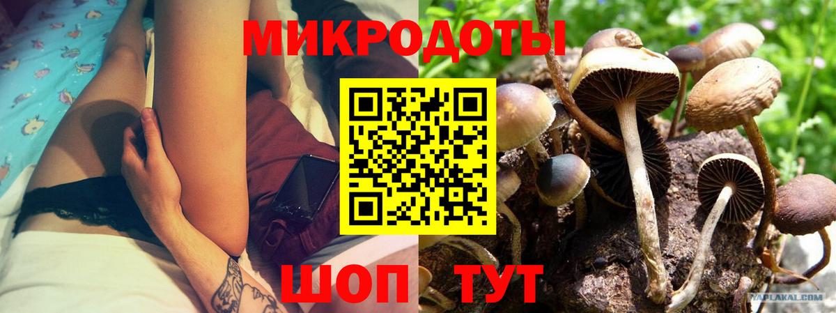 Псилоцибиновые грибы Psilocybe  Вход с VPN  Луга 